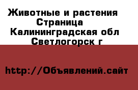  Животные и растения - Страница 8 . Калининградская обл.,Светлогорск г.